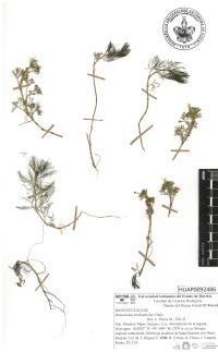 Ranunculus trichophyllus image