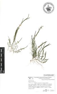 Ruppia maritima image