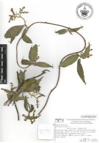 Tournefortia volubilis image