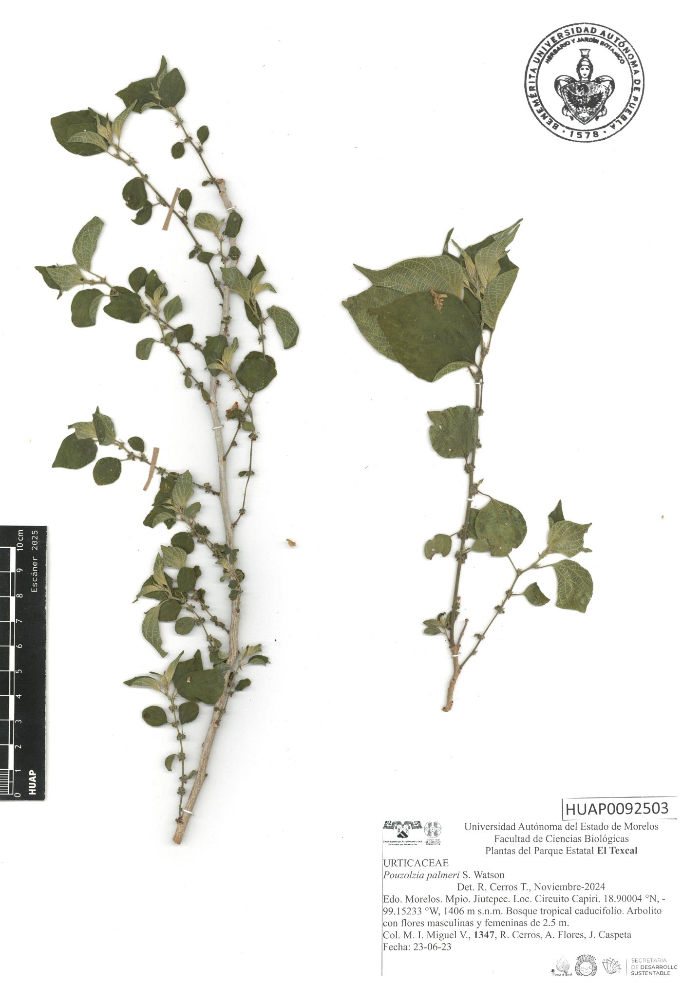 Pouzolzia occidentalis image