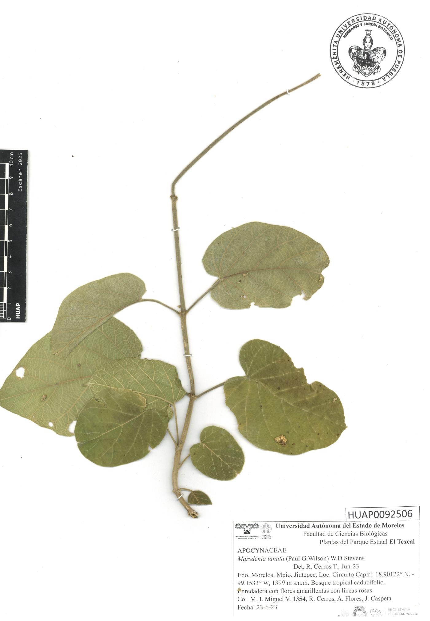 Ruehssia lanata image