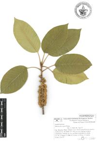 Sideroxylon capiri image