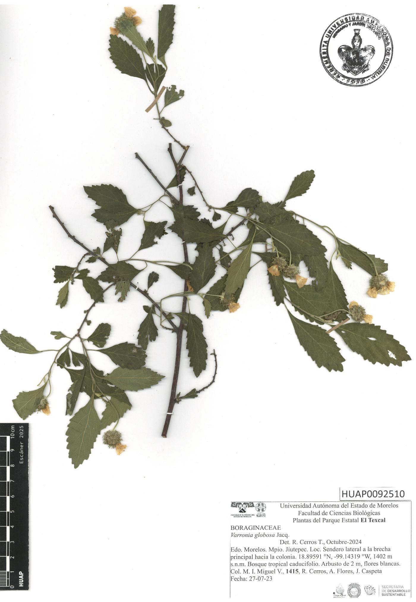 Cordia globosa image