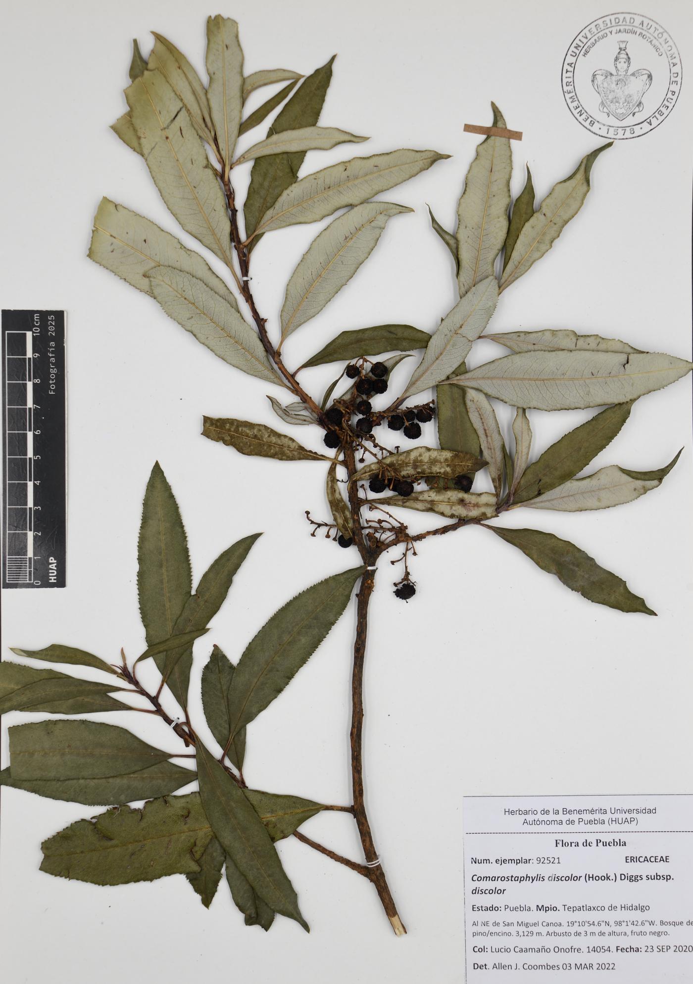 Comarostaphylis discolor image