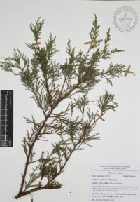Juniperus jaliscana image