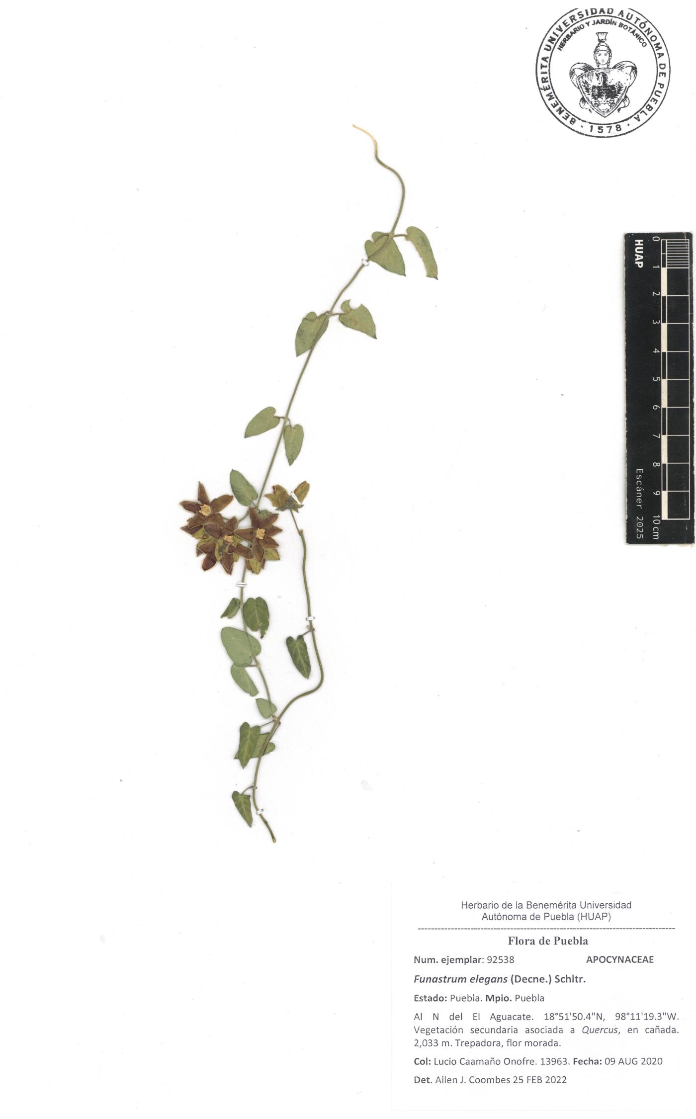 Funastrum elegans image