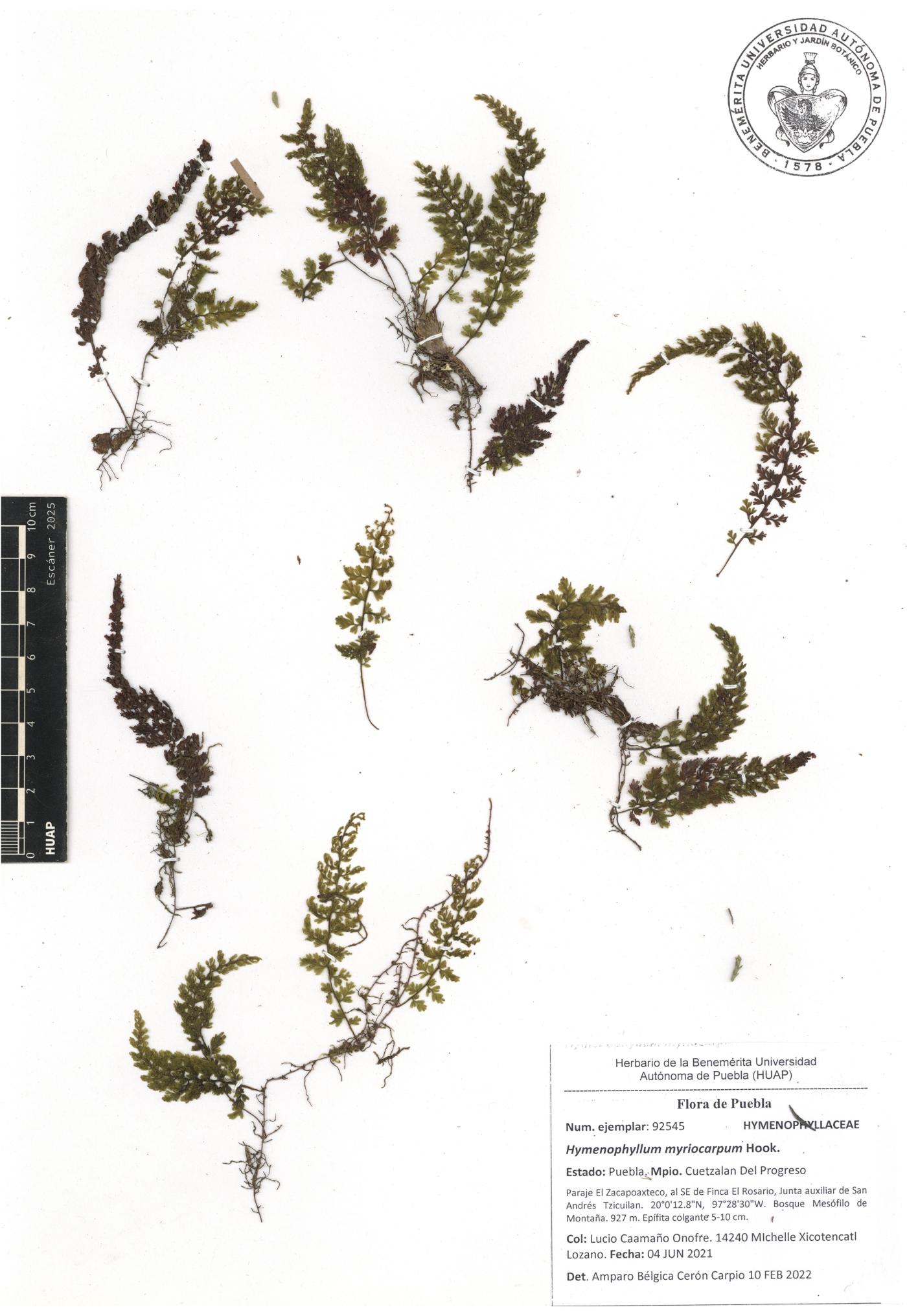Hymenophyllum myriocarpum image