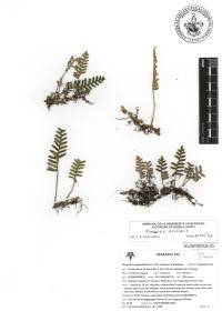 Pleopeltis polypodioides image