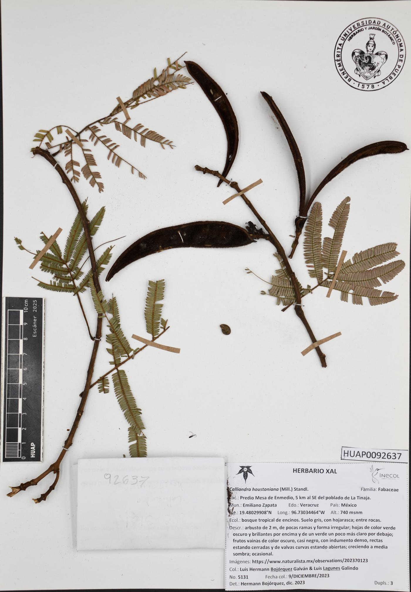 Calliandra houstoniana image