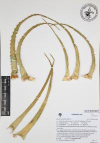 Hechtia stenopetala image