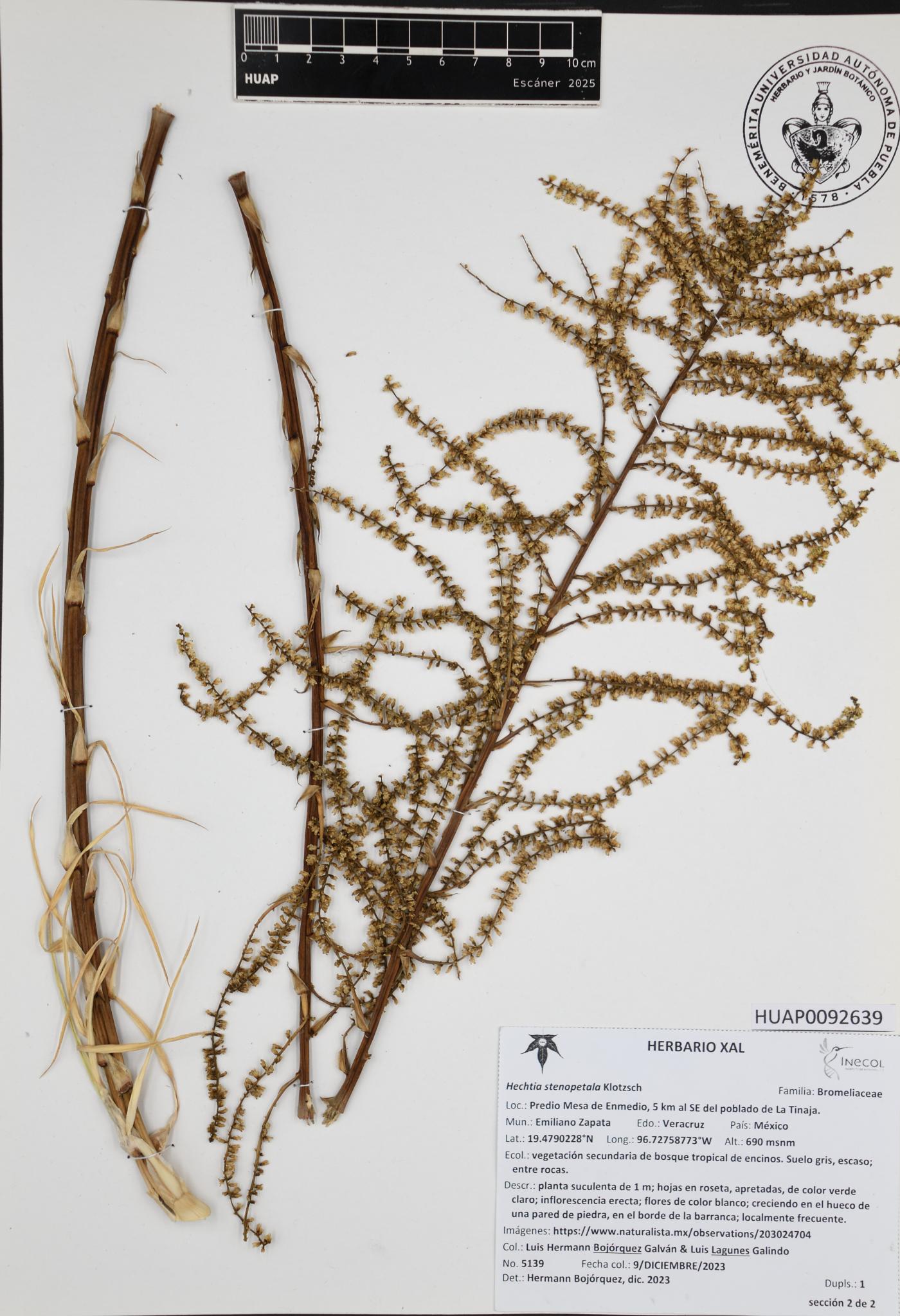 Hechtia stenopetala image