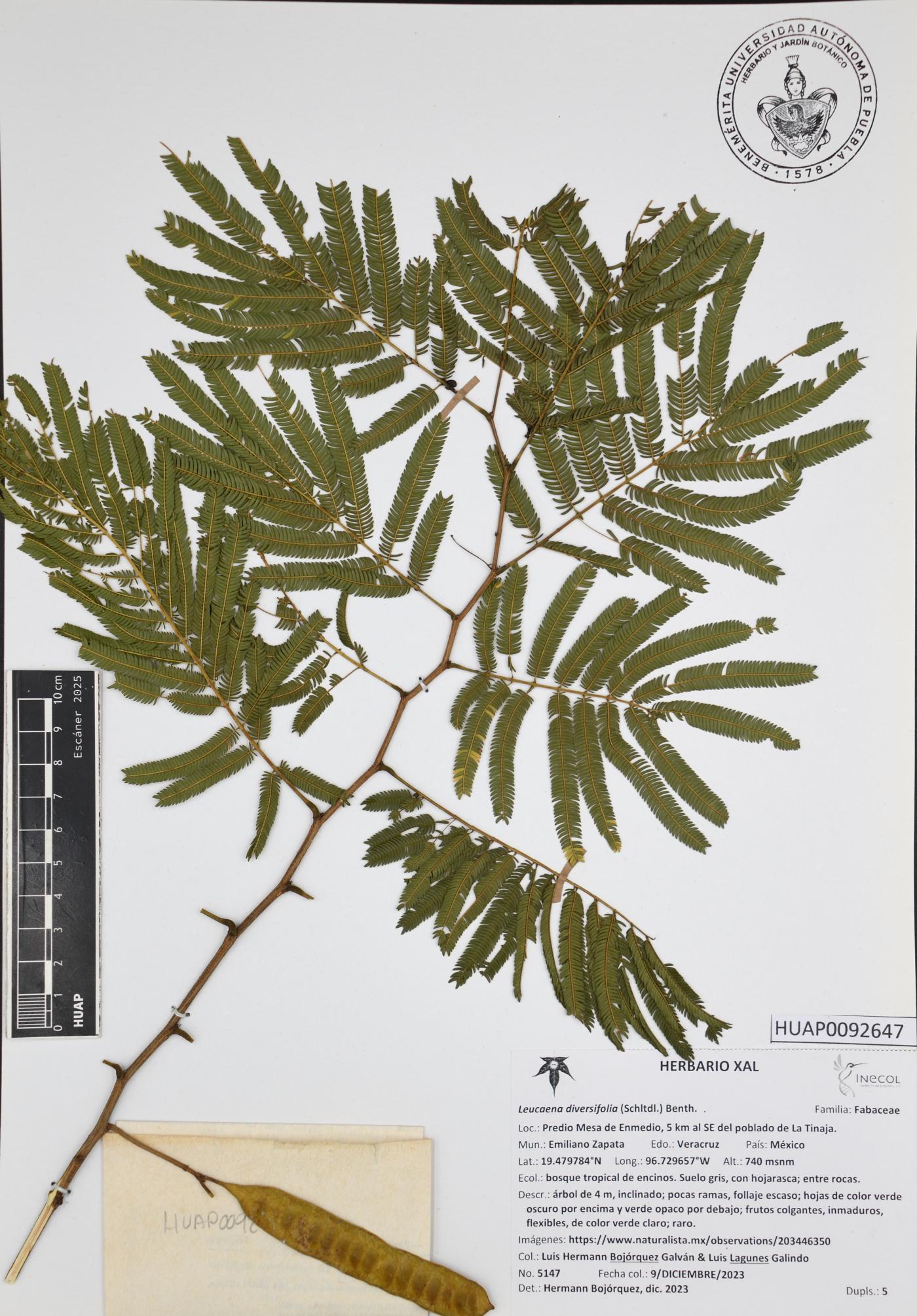 Leucaena diversifolia image