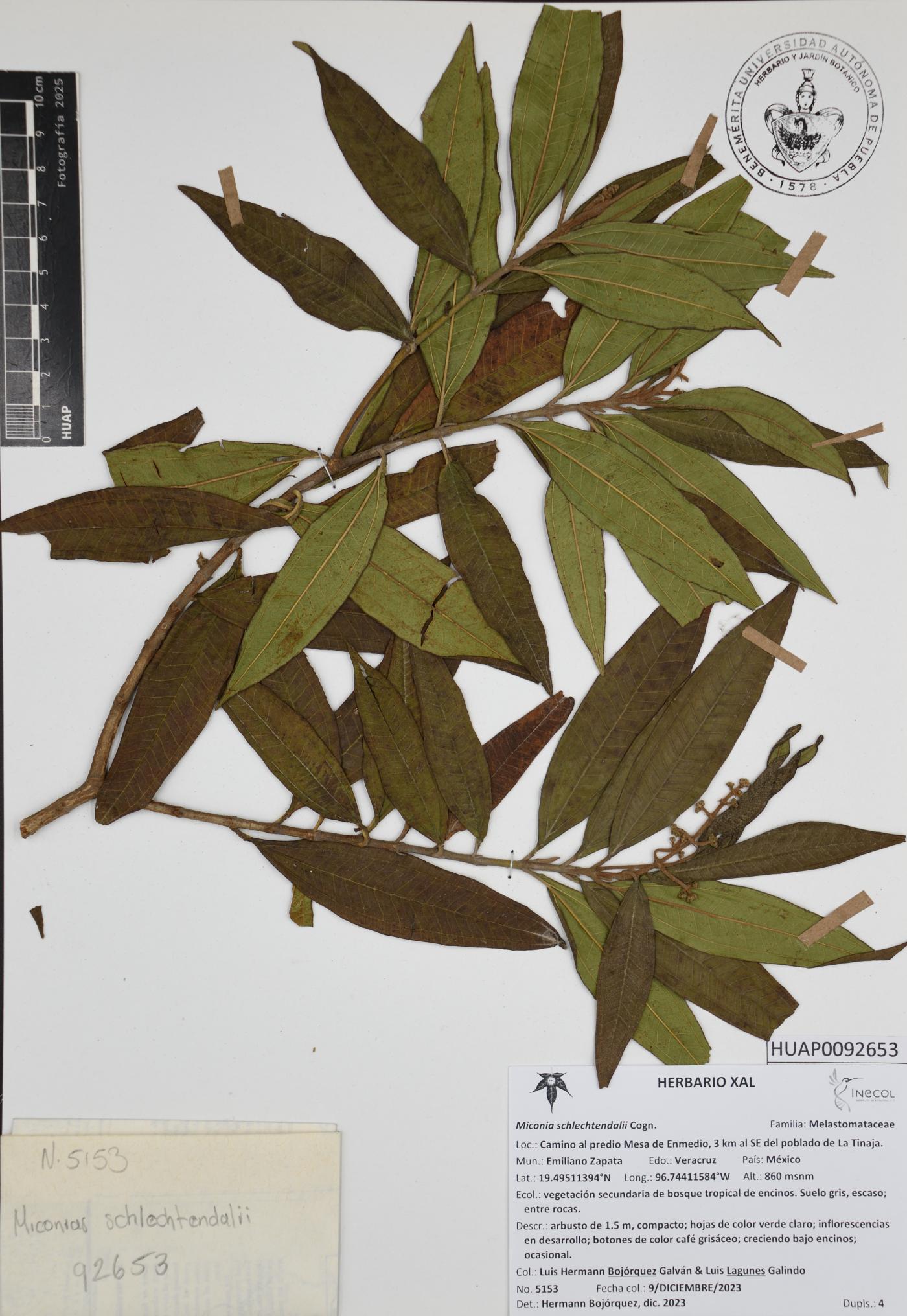 Miconia schlechtendalii image