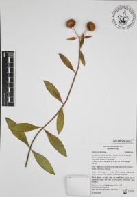 Hyptis capitata image