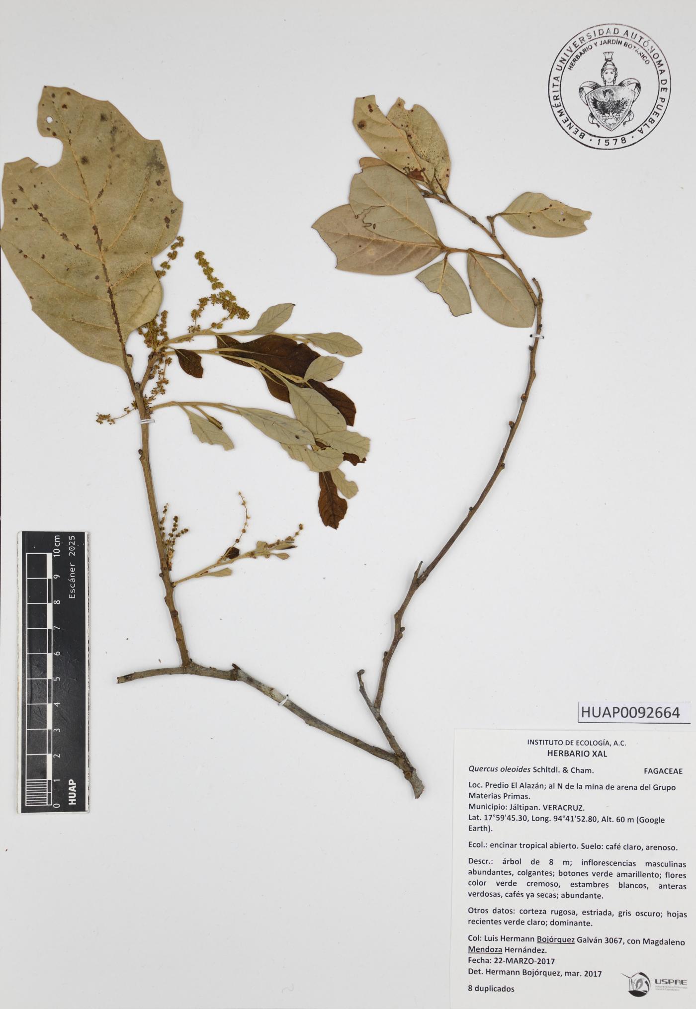 Quercus oleoides image