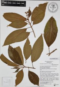Miconia subhirsuta image
