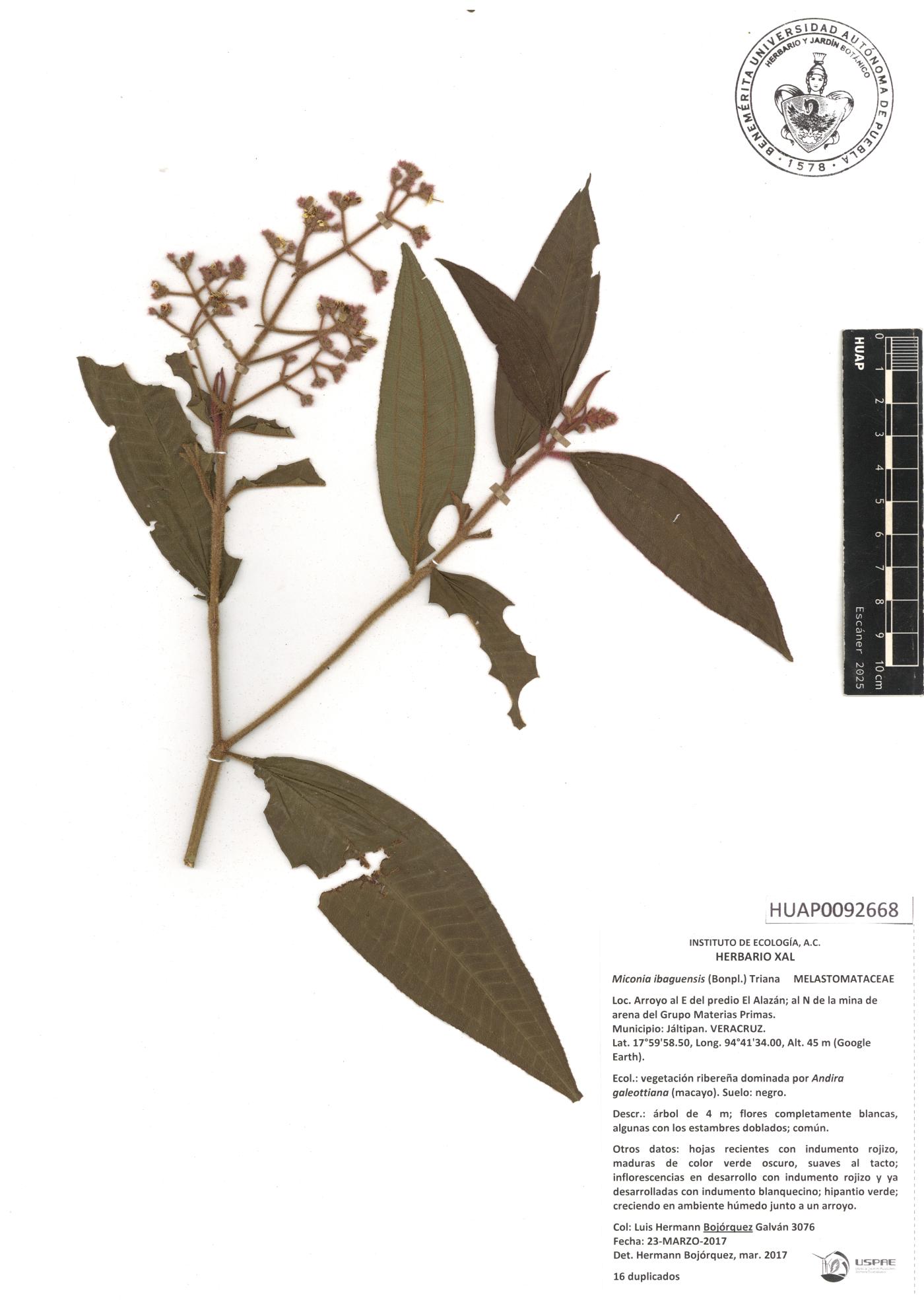 Miconia ibaguensis image