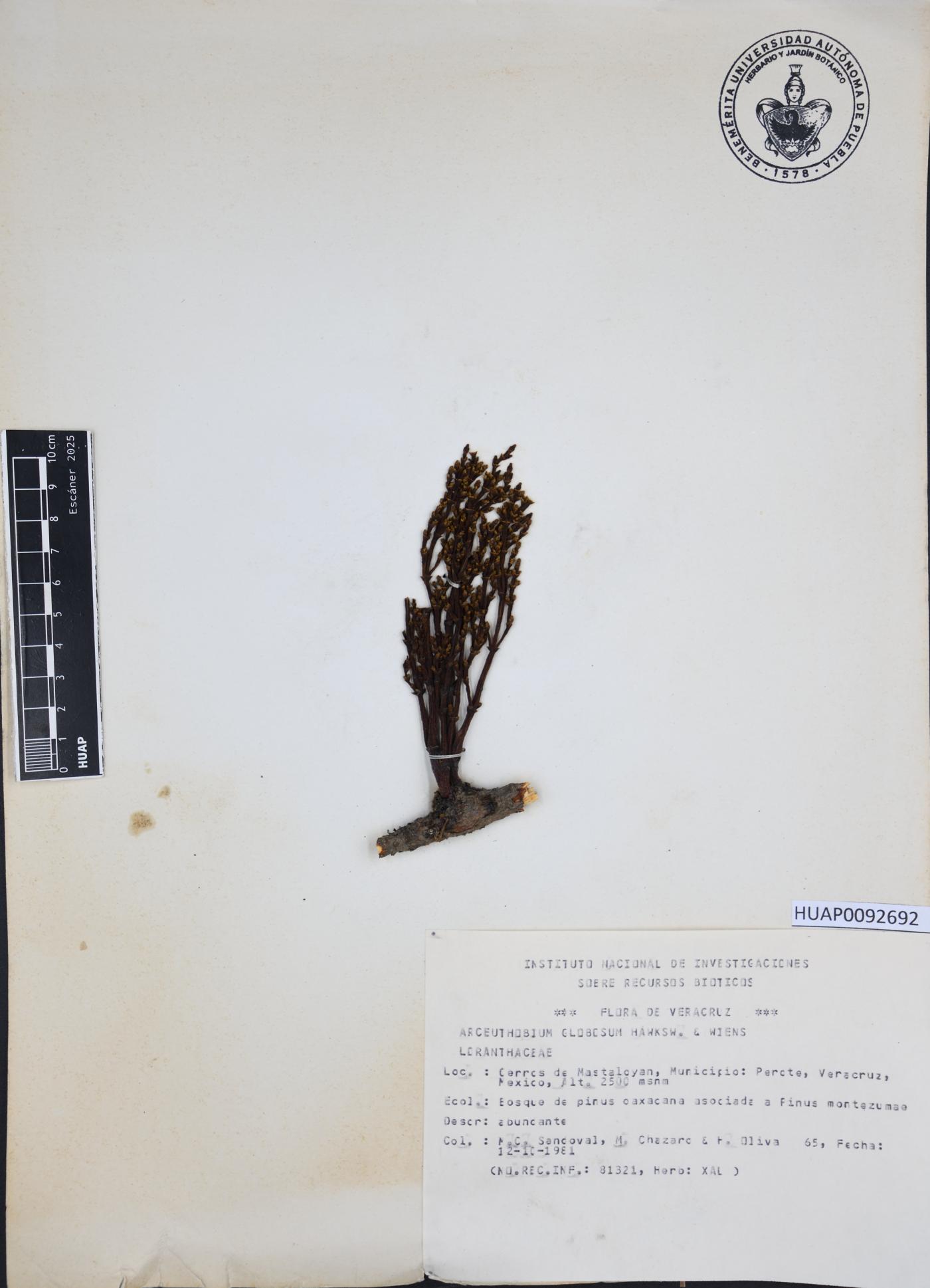 Arceuthobium globosum image