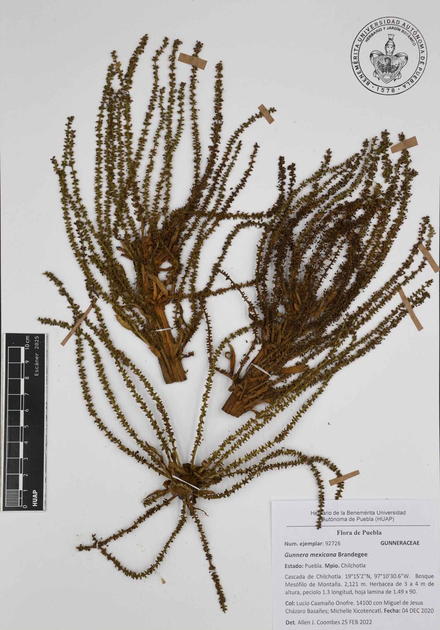 Gunnera mexicana image