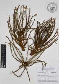 Gunnera mexicana image