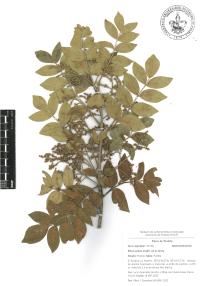 Rhus virens image