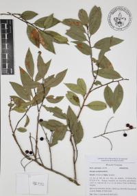Prunus serotina image