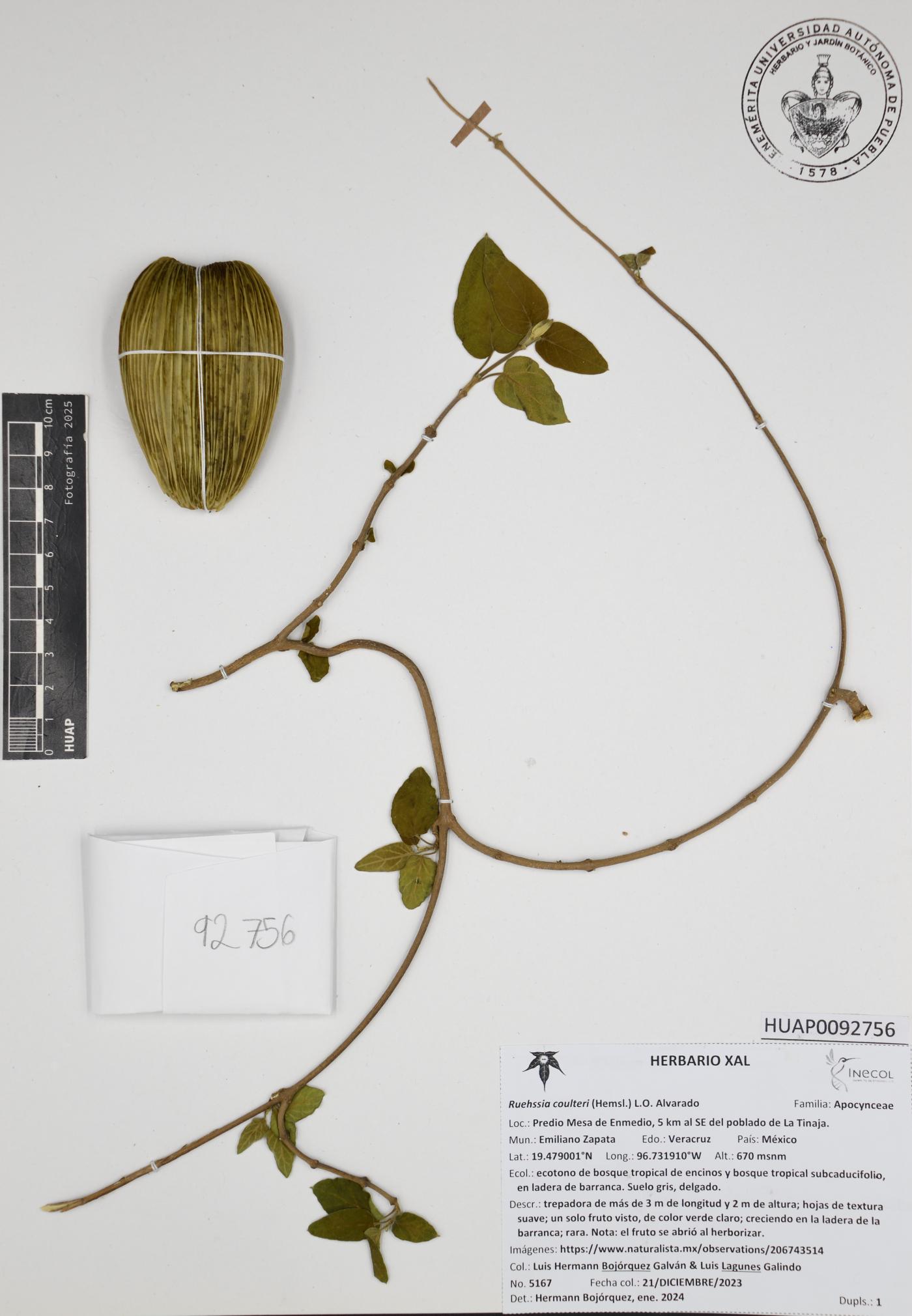 Ruehssia coulteri image