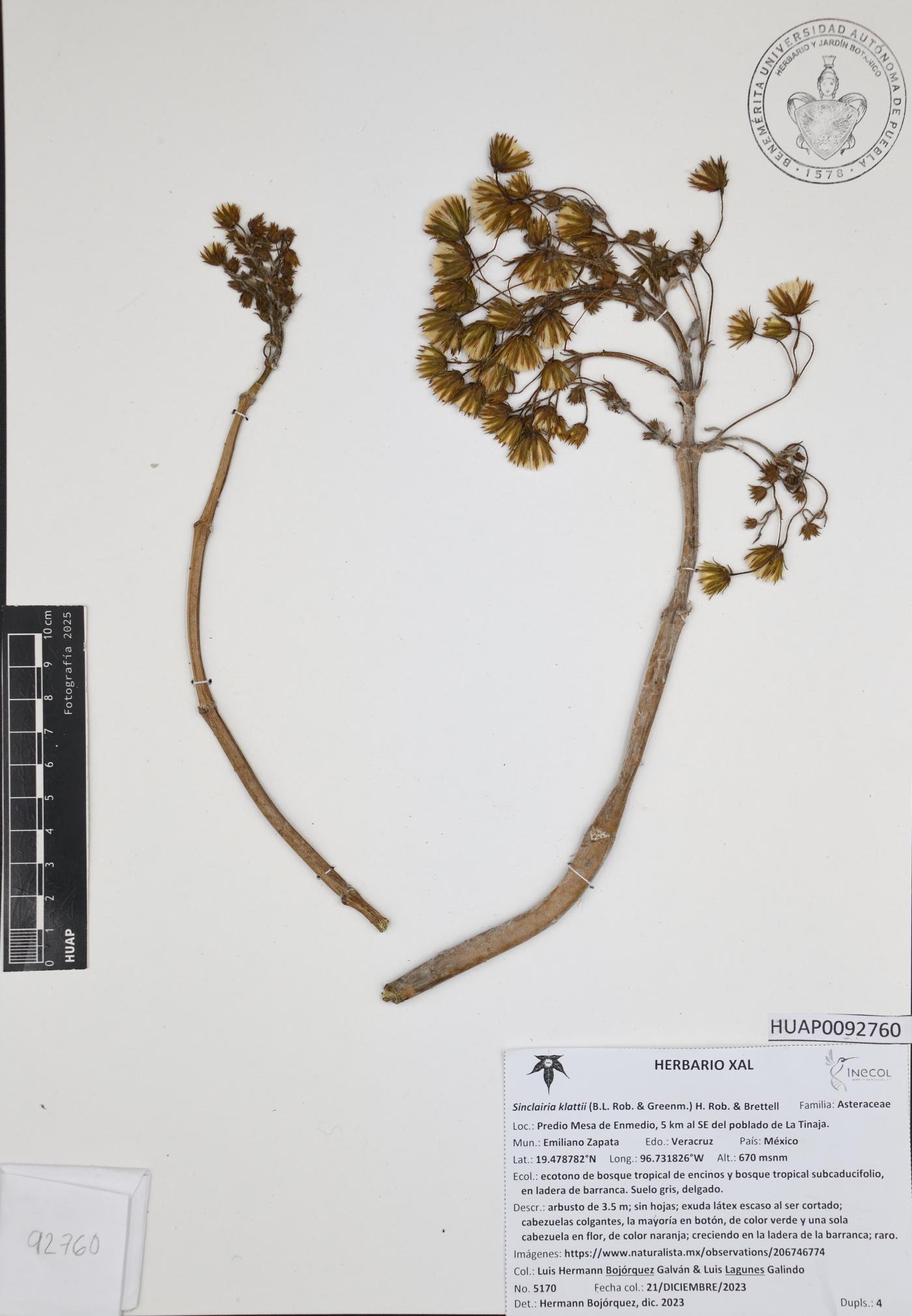 Sinclairia klattii image