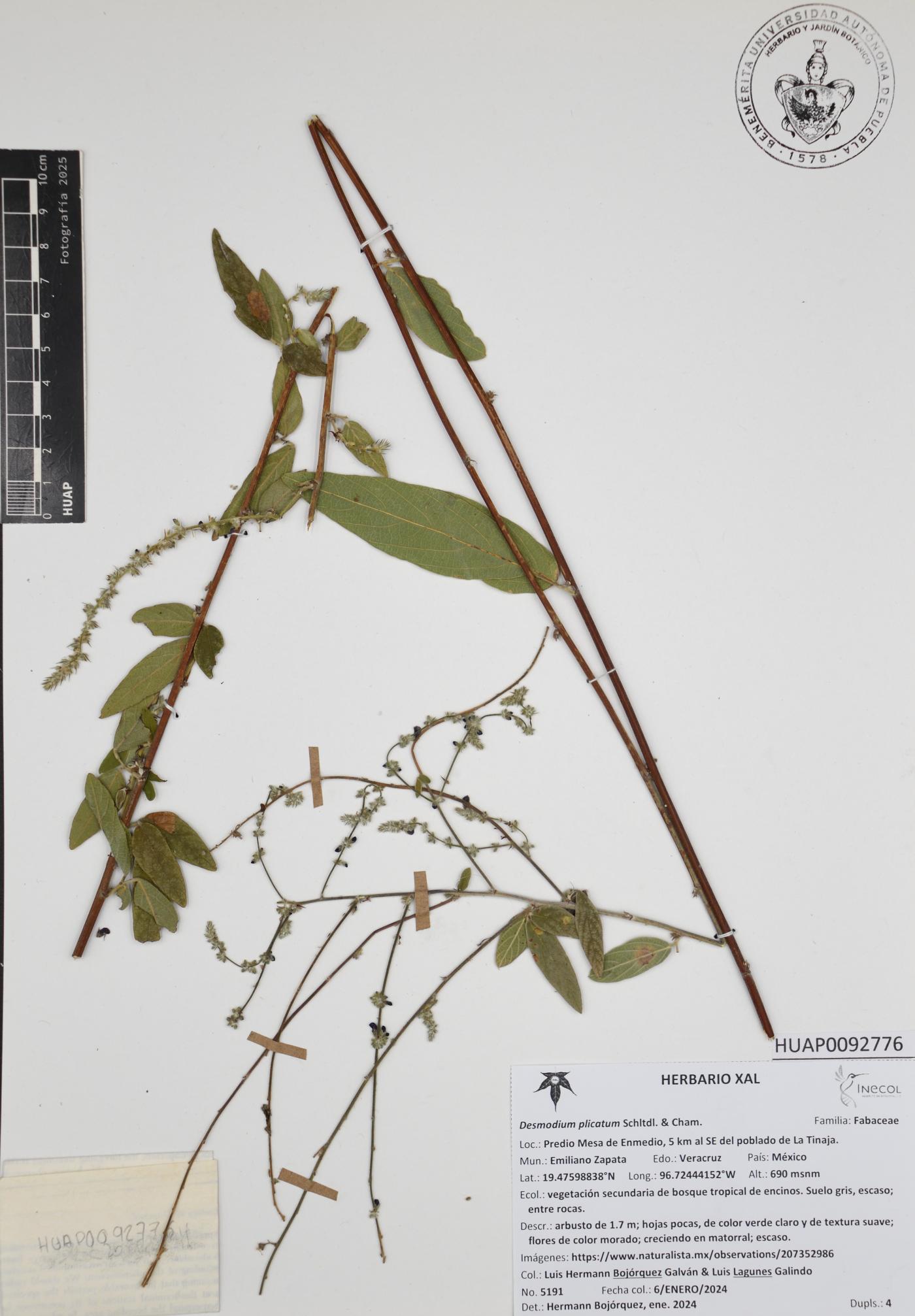 Desmodium plicatum image