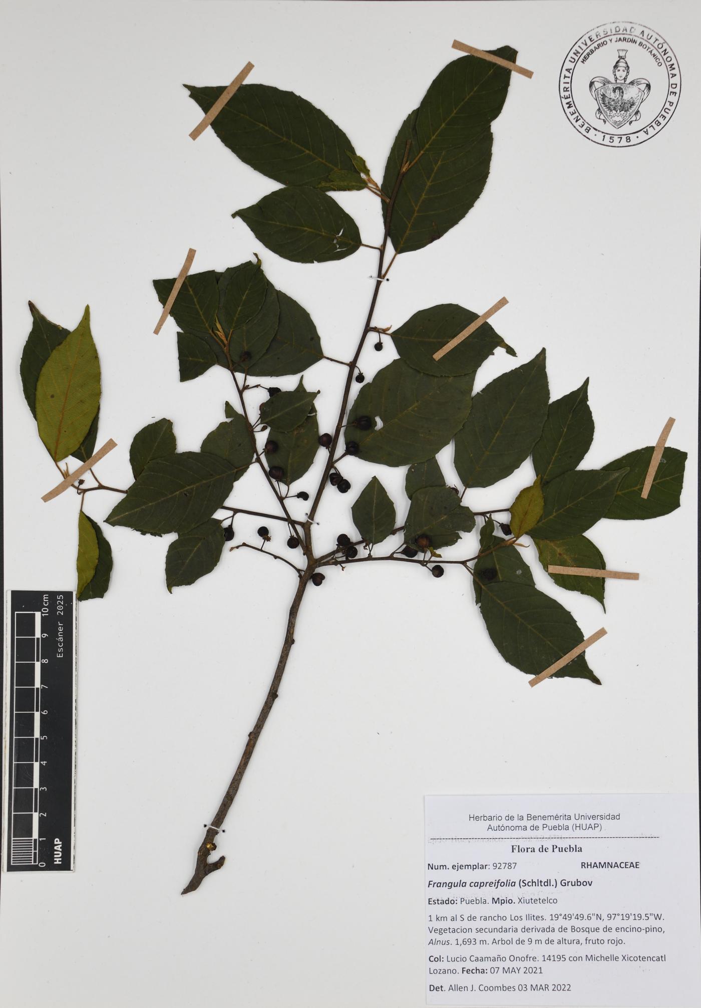 Frangula capreifolia image