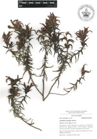 Castilleja tenuiflora image