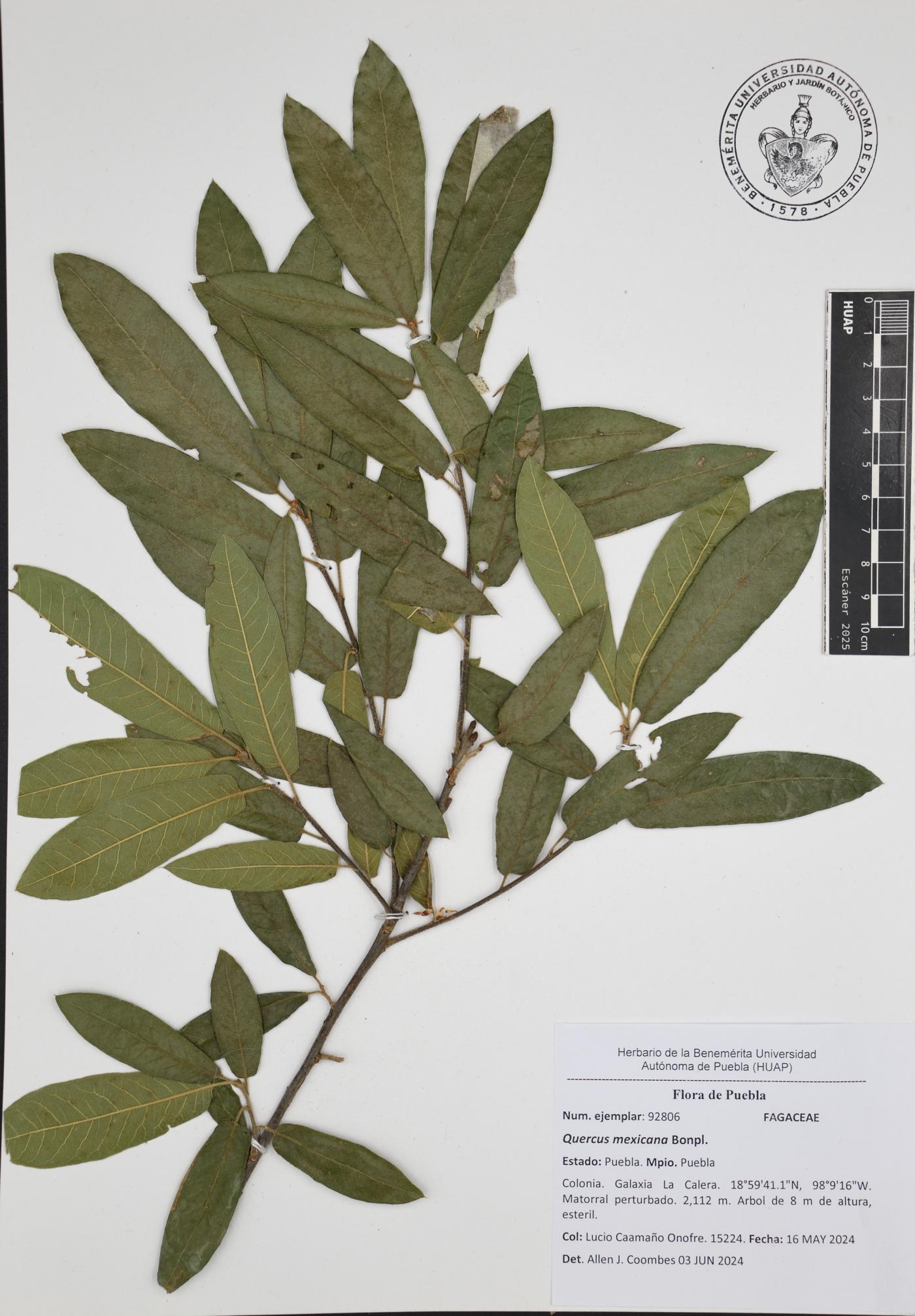 Quercus mexicana image