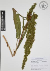 Rumex mexicanus image