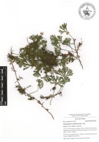 Elaphoglossum peltatum image