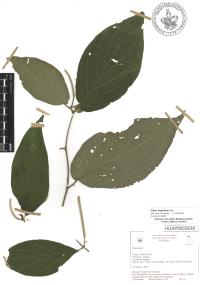 Piper hispidum image