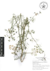 Cyclospermum leptophyllum image