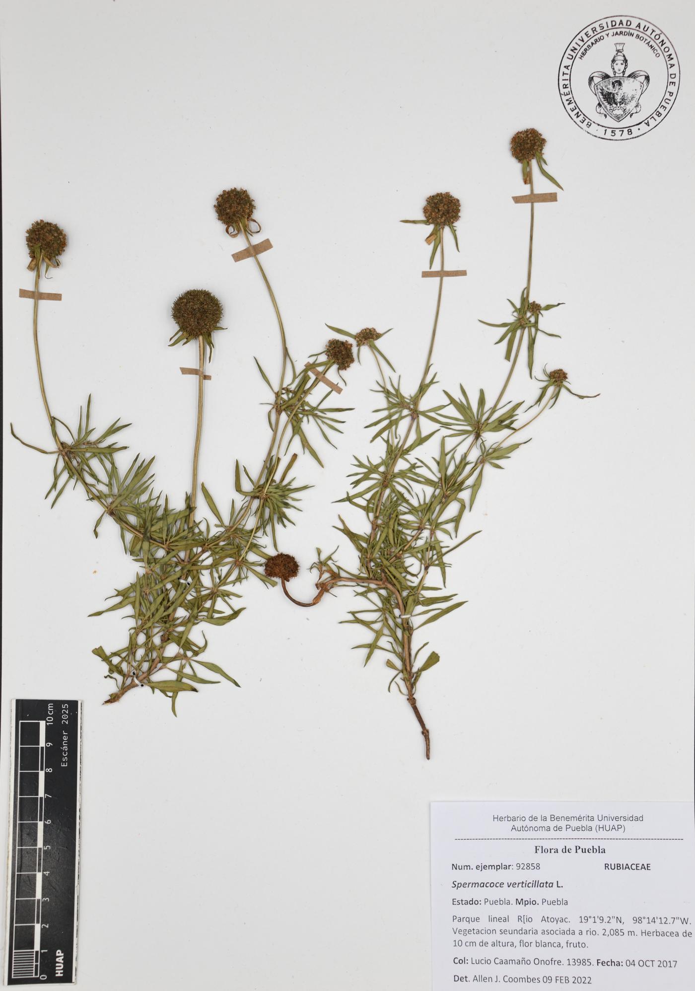 Spermacoce verticillata image