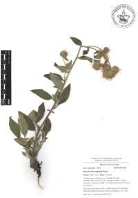 Phacelia heterophylla image