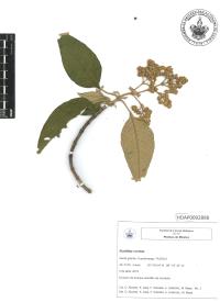 Buddleja cordata image