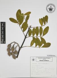 Dermatophyllum secundiflorum image