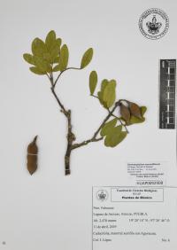 Dermatophyllum secundiflorum image