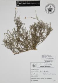 Thymophylla setifolia image