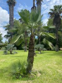 Brahea dulcis image