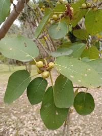 Ficus cotinifolia image