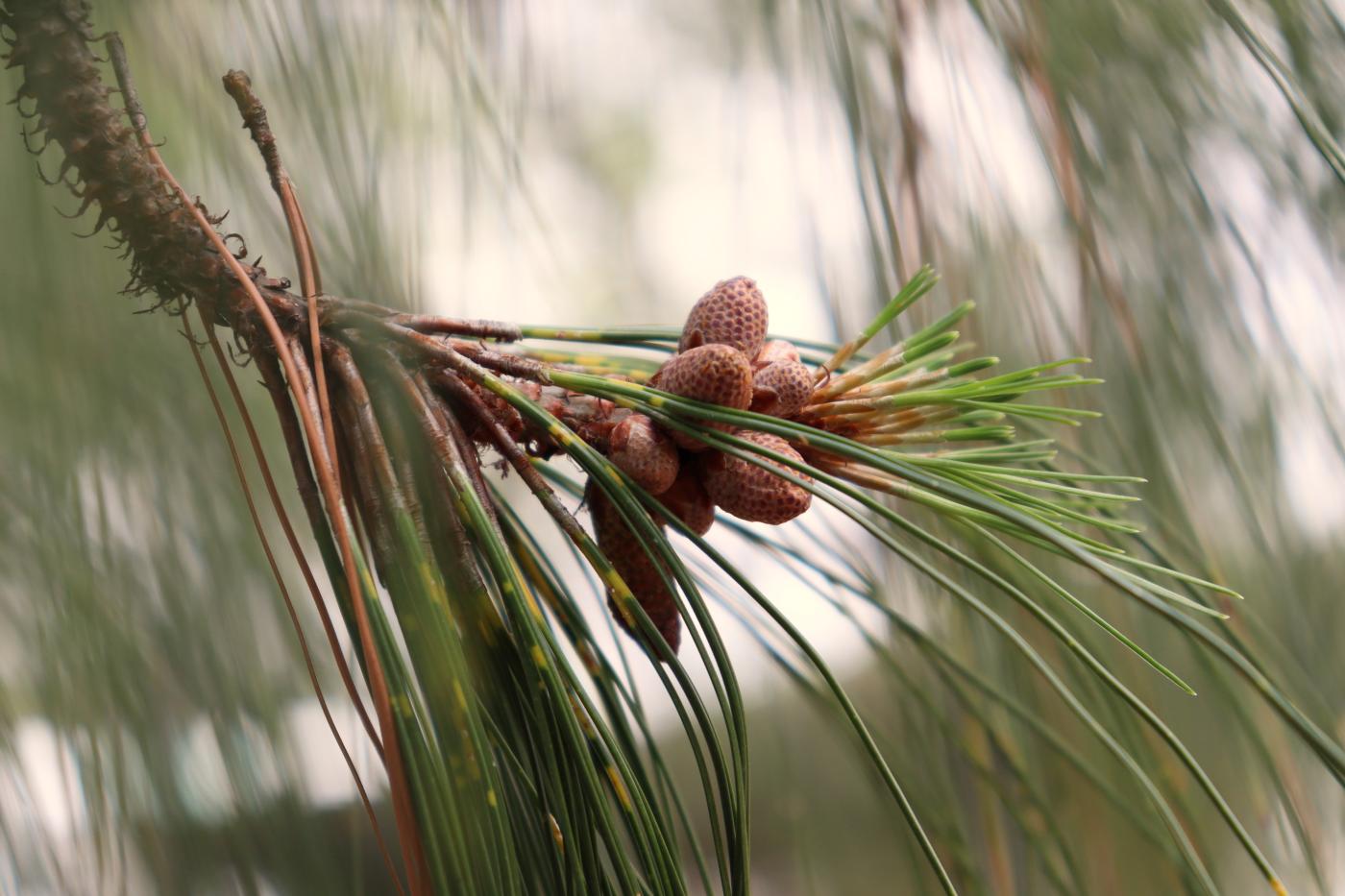Pinus pseudostrobus var. apulcensis image