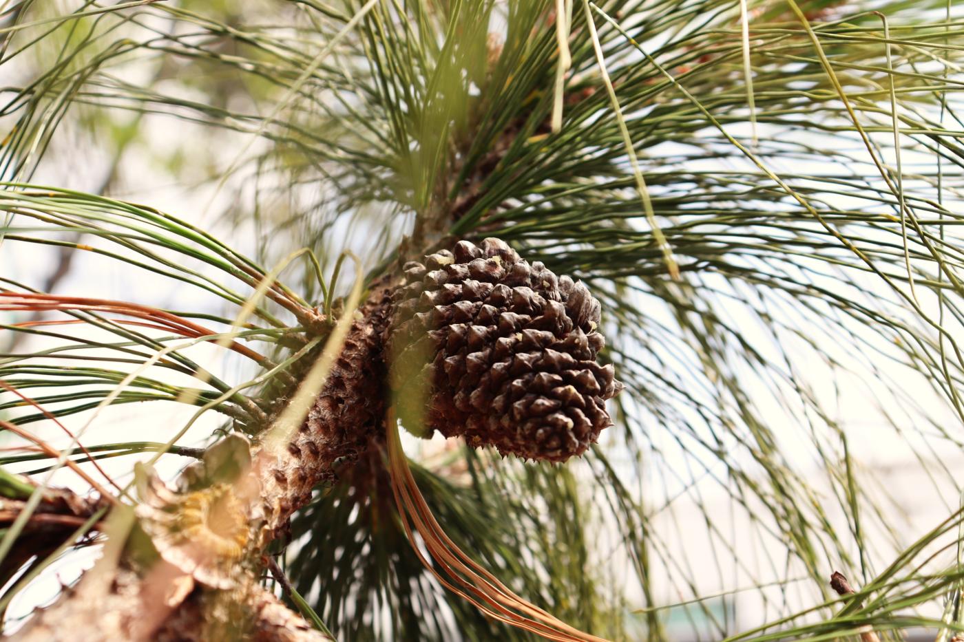 Pinus pseudostrobus image
