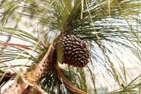 Pinus pseudostrobus var. apulcensis image
