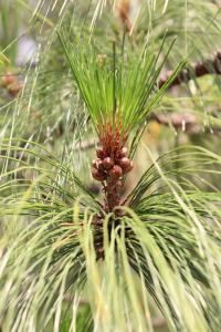 Pinus pseudostrobus image