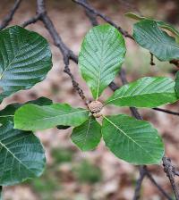 Quercus liebmannii image