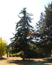 Hesperocyparis lusitanica image